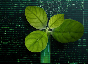 sustainability
